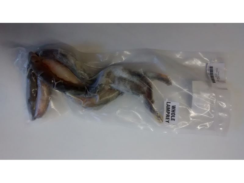 wholelamprey.jpg